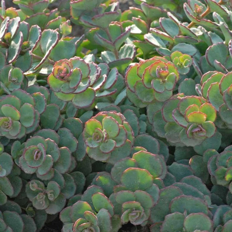 Succulent Ground Cover Collection - Image 6