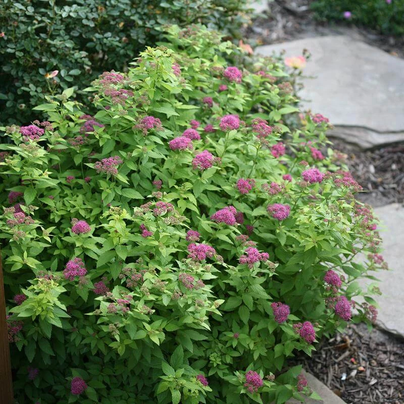 Double Play® Gold Spirea - Image 3