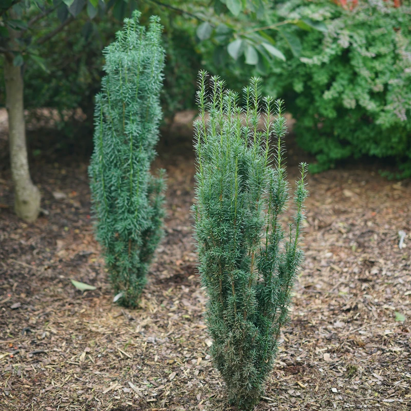 Stonehenge Skinny® Yew - Image 2