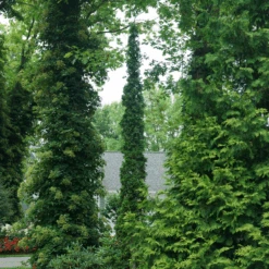 Sting™ Arborvitae
