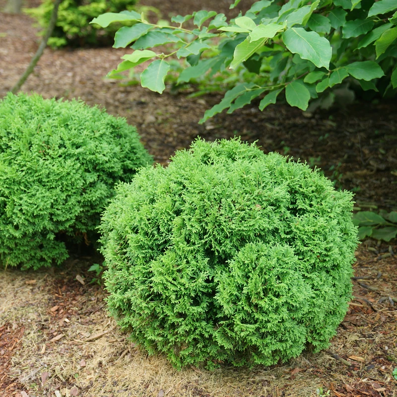 Tater Tot® Arborvitae - Image 4