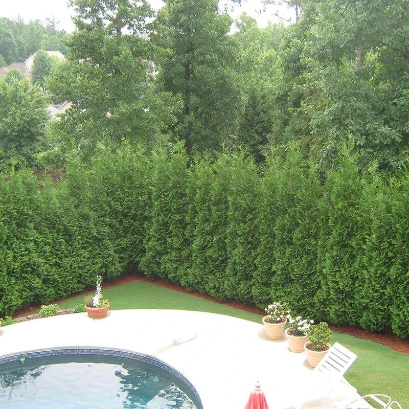 Full Speed A Hedge® 'American Pillar' Arborvitae - Image 3
