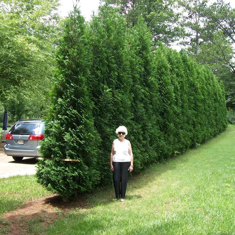 Full Speed A Hedge® 'American Pillar' Arborvitae