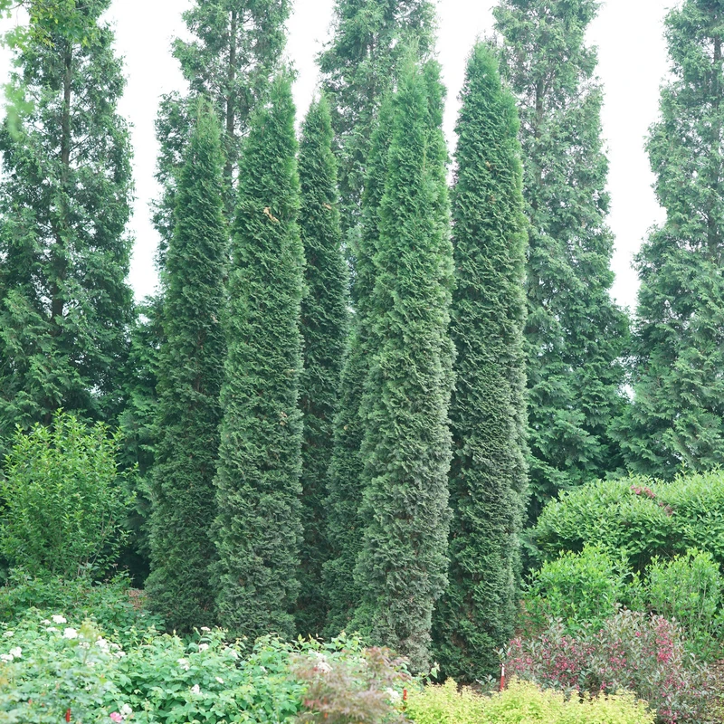 Full Speed A Hedge® 'Thin Man' Arborvitae - Image 2