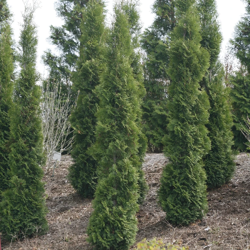 Full Speed A Hedge® 'Thin Man' Arborvitae - Image 3