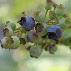 'Spartan' Blueberry