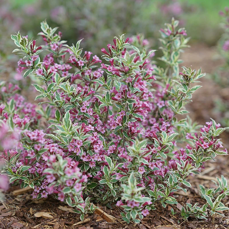 My Monet Purple Effect® Weigela - Image 2