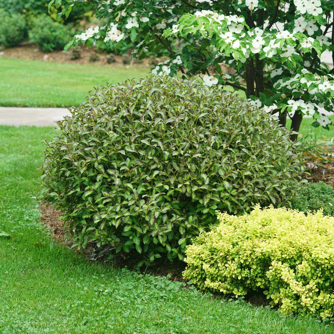 Vinho Verde® Weigela - Image 2