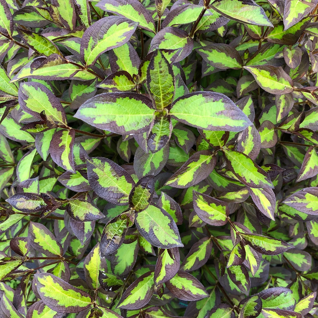 Vinho Verde® Weigela - Image 4