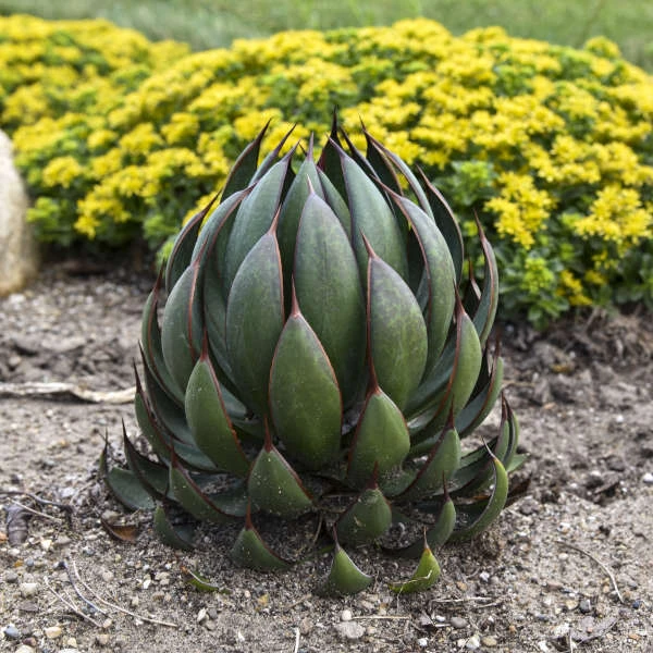 Mad About Mangave® 'Praying Hands' Mangave - Image 3