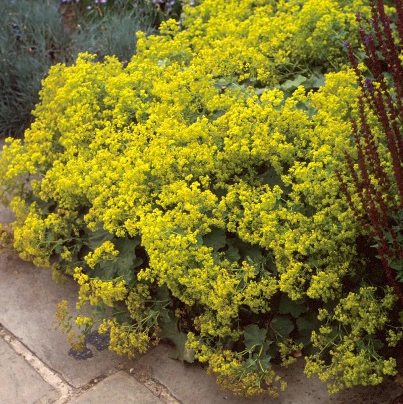 Lady's Mantle - Image 2