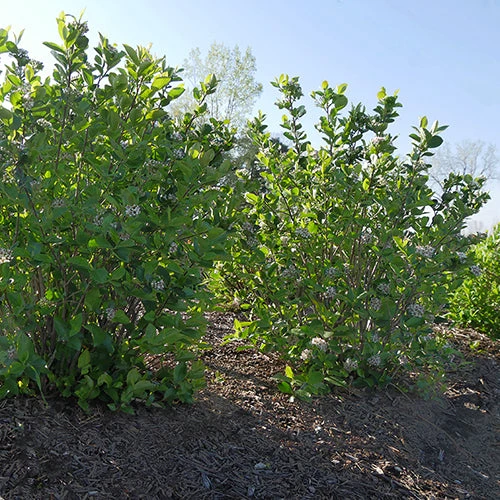 Low Scape Hedger® Aronia - Image 6