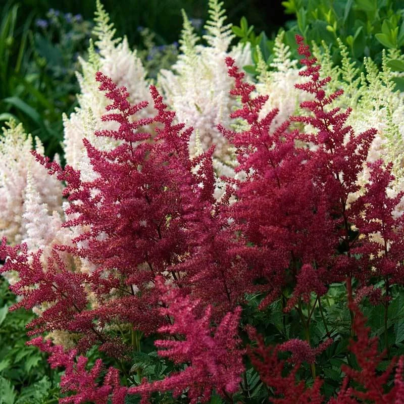 Red Astilbe