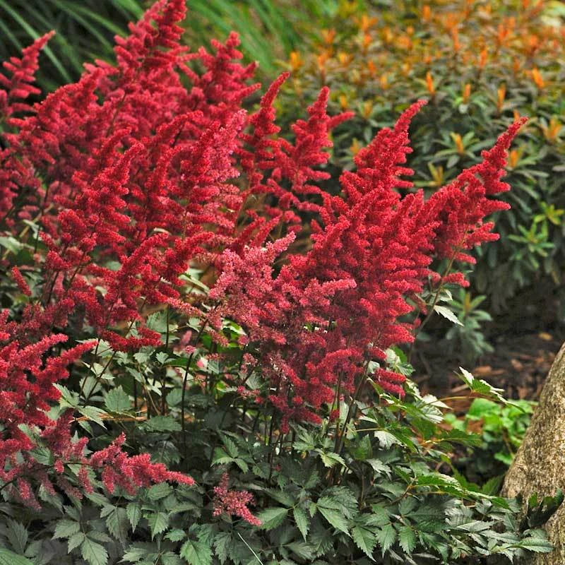 Red Astilbe - Image 2