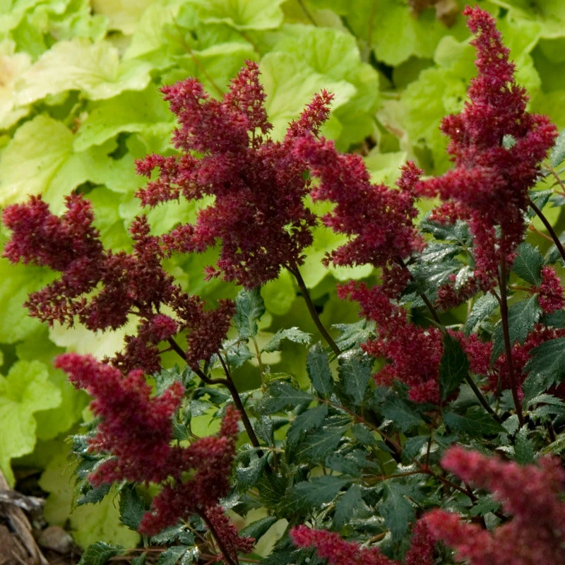 Red Astilbe - Image 3