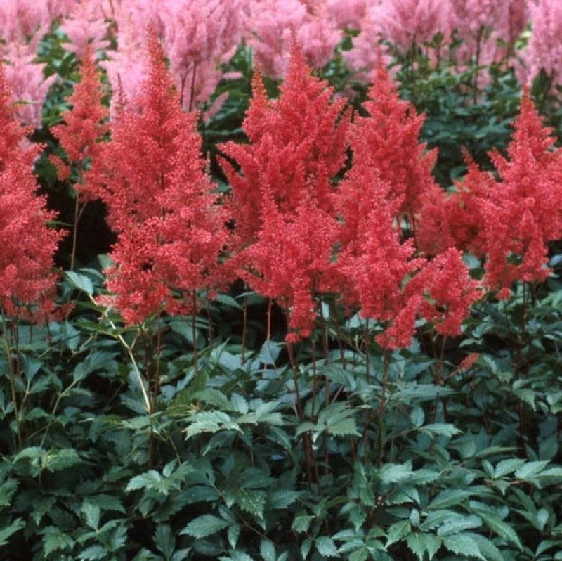 Red Astilbe - Image 4