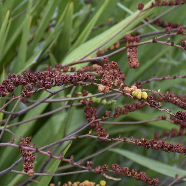 'Lucifer' Montbretia - Image 6