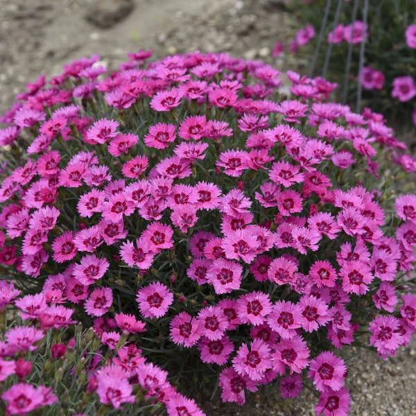 'Paint The Town Fancy' Dianthus - Image 3