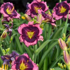 Rainbow Rhythm® 'Storm Shelter' Daylily