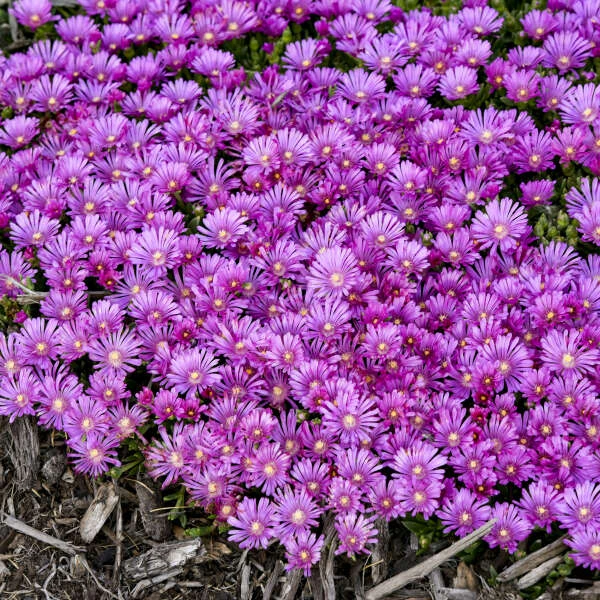 Kaleidoscope™ 'Orchid Flash' Ice Plant - Image 2