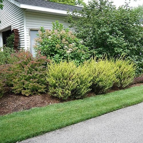 Cesky Gold® Dwarf Birch - Image 3