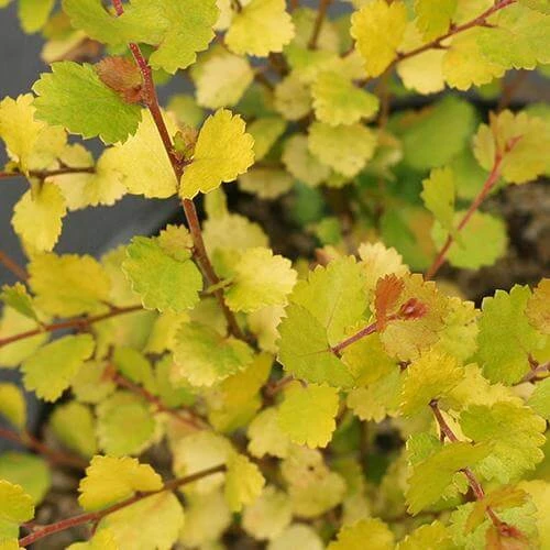 Cesky Gold® Dwarf Birch - Image 2
