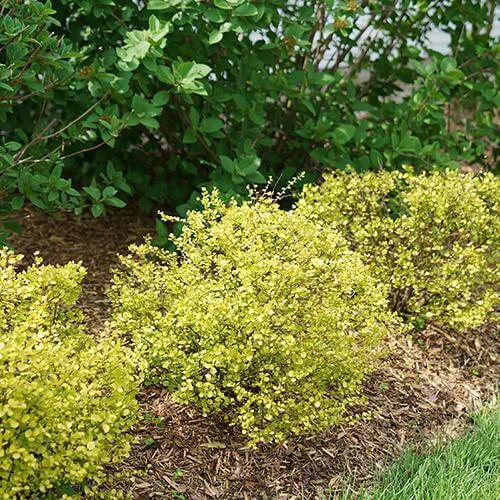 Cesky Gold® Dwarf Birch - Image 4