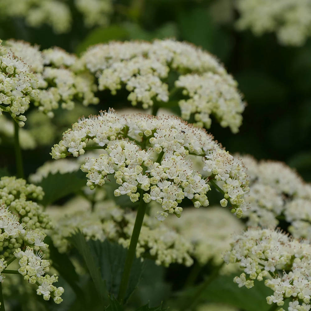 Blue Muffin® Arrowwood Viburnum - Image 3