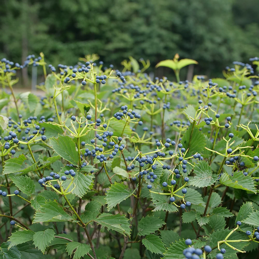 Blue Muffin® Arrowwood Viburnum - Image 2