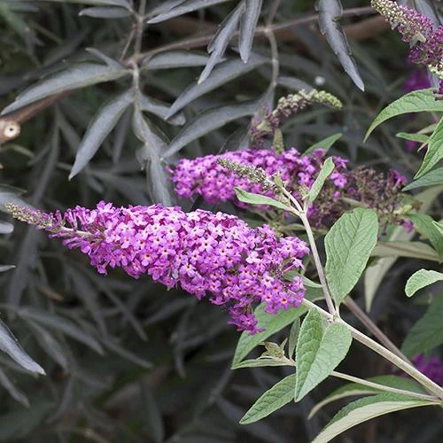 'Miss Ruby' Butterfly Bush - Image 5