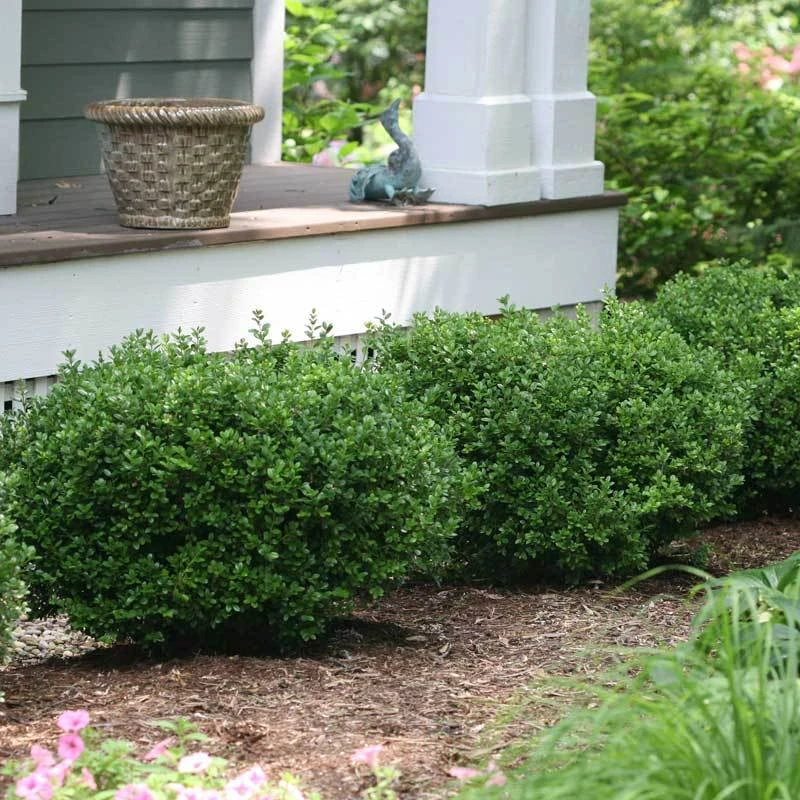 Sprinter® Boxwood - Image 2