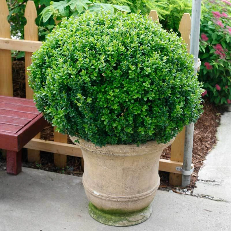 Sprinter® Boxwood - Image 3