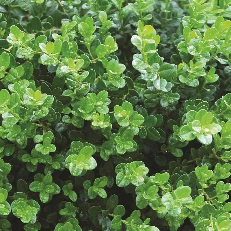 Sprinter® Boxwood - Image 4
