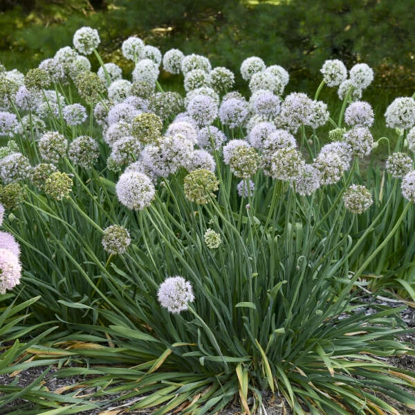 'Bobblehead' Allium - Image 2