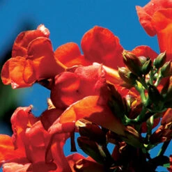 Flamenco Trumpet Vine
