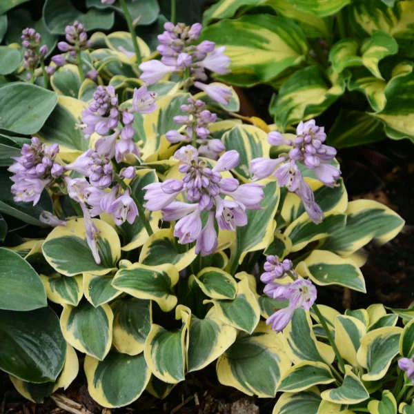 'Mini Skirt' Hosta - Image 3
