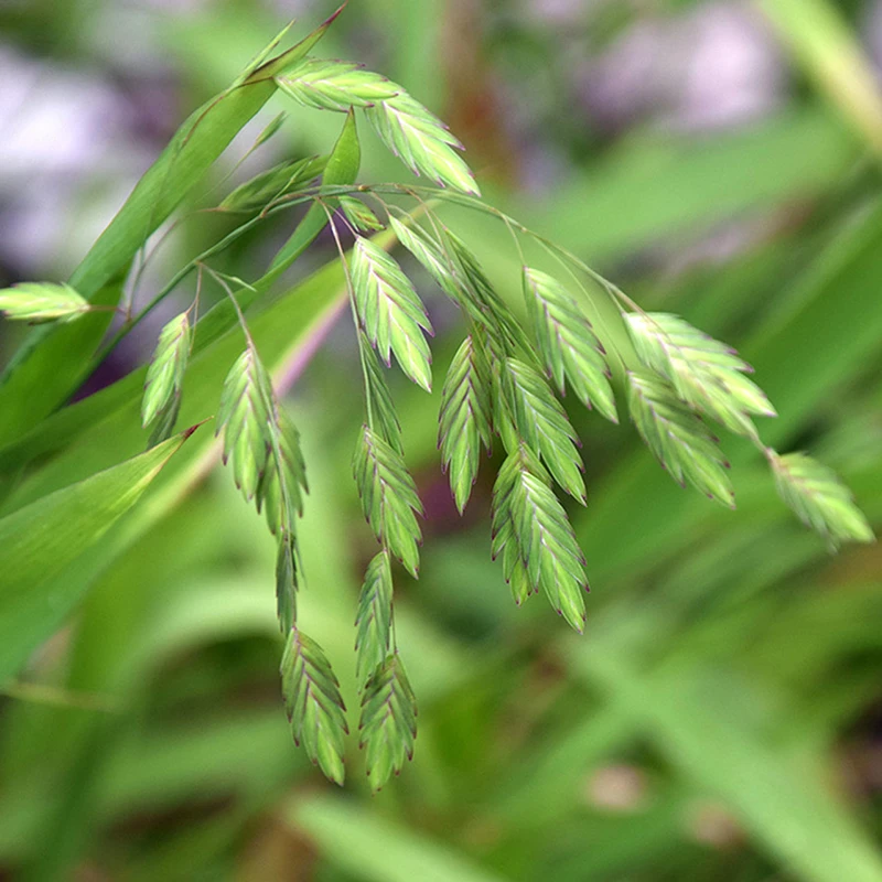 Northern Sea Oats - Image 2