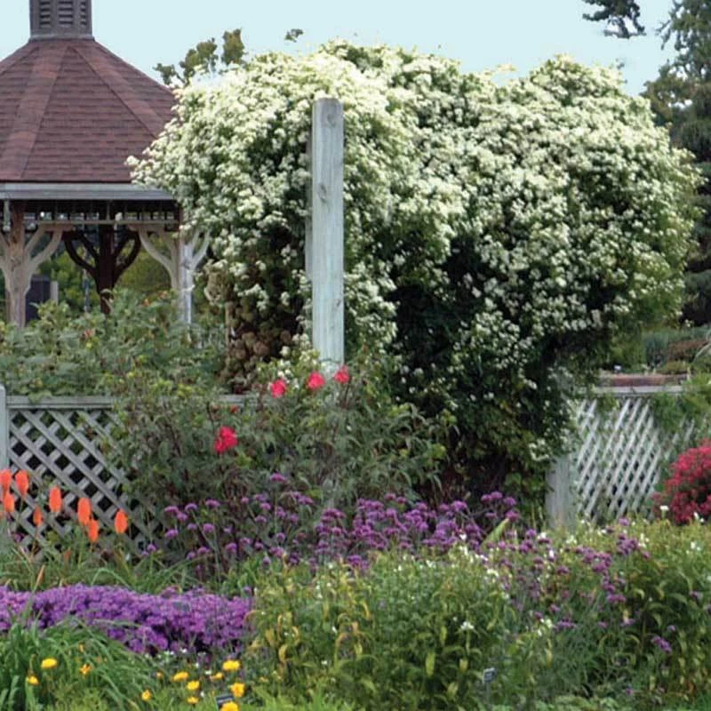 Sweet Autumn Clematis - Image 4