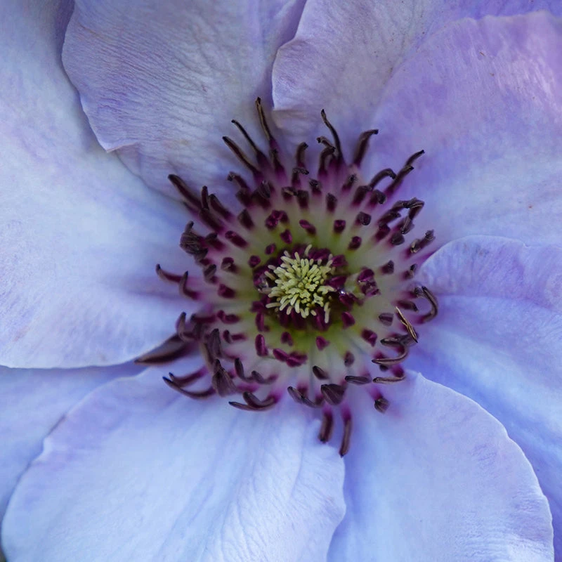 Still Waters™ Clematis - Image 5