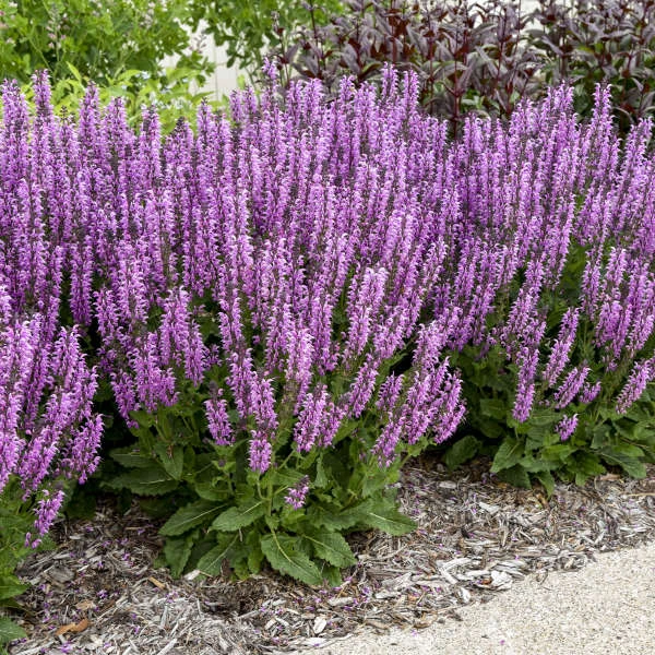 Color Spires® 'Back To The Fuchsia' Salvia - Image 3