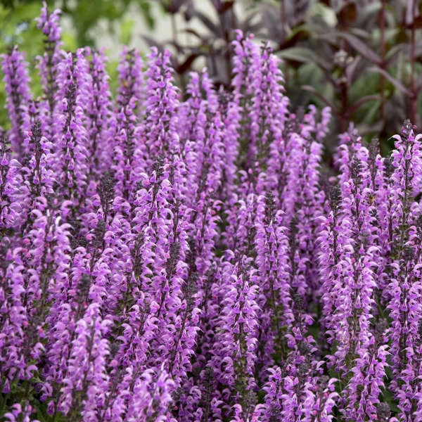 Color Spires® 'Back To The Fuchsia' Salvia - Image 2
