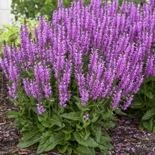 Color Spires® 'Back To The Fuchsia' Salvia