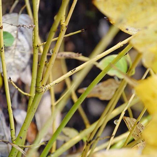 Arctic Fire® Yellow Red-Twig Dogwood - Image 4