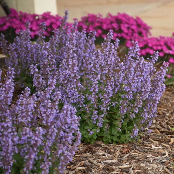 'Cat's Pajamas' Catmint - Image 5