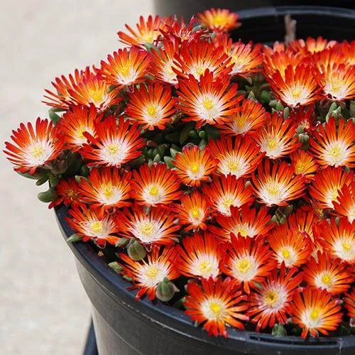 Hot Cakes® 'Pumpkin Perfection' Ice Plant - Image 2
