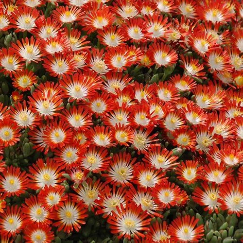 Hot Cakes® 'Tangerine Tango' Ice Plant - Image 2
