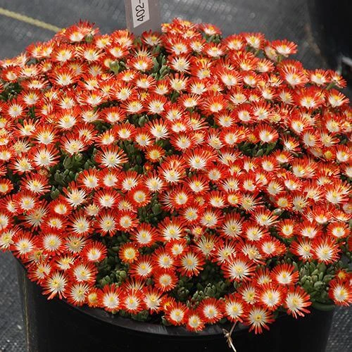 Hot Cakes® 'Tangerine Tango' Ice Plant