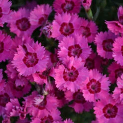 'Paint The Town Fancy' Dianthus