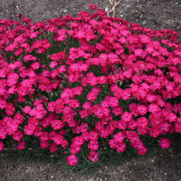 'Paint The Town Red' Dianthus - Image 2