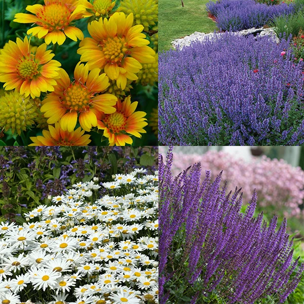 Drought Resistant+ Long Blooming Collection